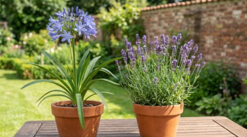 Blattläuse bei Agapanthas? Diese Pflanze reduziert Schädlingsbefall um 80 %