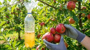 Keine faulen Äpfel mehr: Mit dieser simplen und kostenlosen Falle retten Sie Ihren Obstgarten